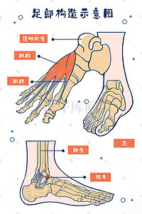 器官捐献插画图片_医疗人体组织器官足部构造插画科普