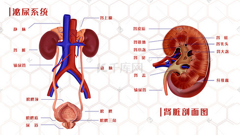 医疗人体器官泌尿系统示意图