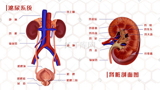 动作内脏插画图片_医疗人体器官泌尿系统示意图