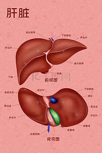 人体部头线稿插画图片_医疗人体组织器官肝脏实例图卡通插画科普