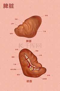 动作内脏插画图片_医疗人体组织器官脾脏实例图卡通插画科普