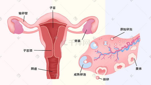 器官捐献插画图片_医疗医学人体器官卵巢科普科普