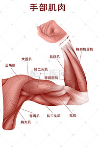 手部卡通手绘插画图片_人体医疗组织器官人体手部肌肉插画科普
