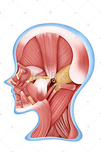 人体医疗组织器官脑部肌肉侧面结构图插画科普