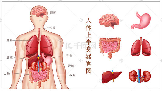 胃结构插画图片_人体上半身器官元素彩色写实插画