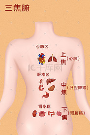 人体医疗组织器官五脏六腑三焦腑科普