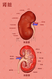 医疗人体组织器官肾脏实例图卡通插画科普