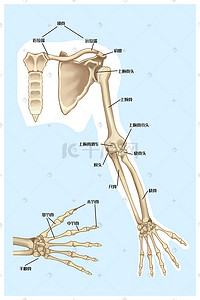手部卡通手绘插画图片_人体结构手部骨骼