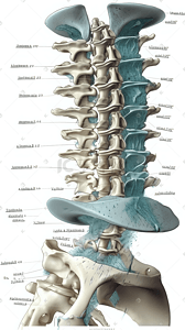 脊髓人体器官细胞科普医学图文