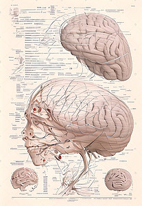 格子笔记插画图片_人体大脑器官医学研究笔记