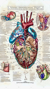 格子笔记插画图片_人体肝脏器官医学研究笔记