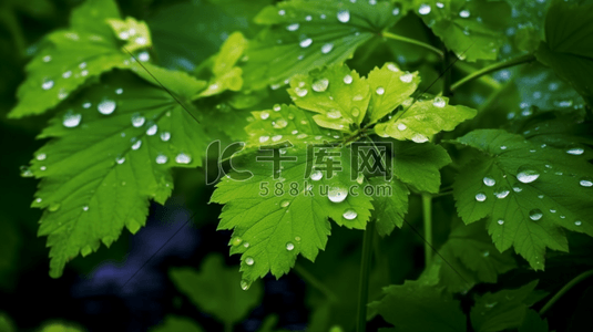 春季谷雨绿色植物自然数字艺术