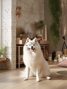 可爱的萨摩耶狗坐在客户地板上3