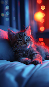 可爱的小猫咪睡觉素材