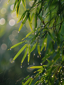 雨滴结冰插画图片_雨滴落在竹叶上春天雨水插画设计
