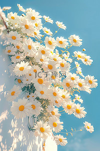 漂浮花瓣白色插画图片_小雏菊长在白色的墙矢量插画