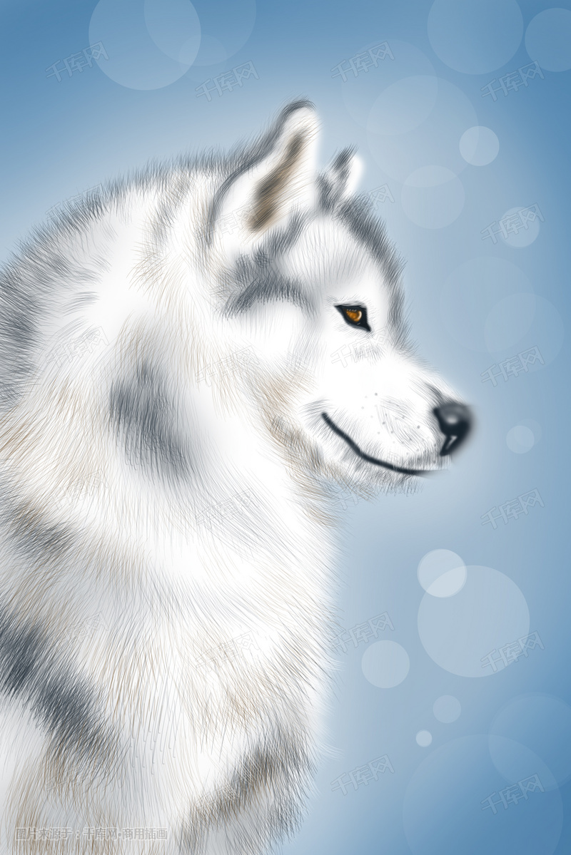 自然野兽动物雪白色的狼手绘插画