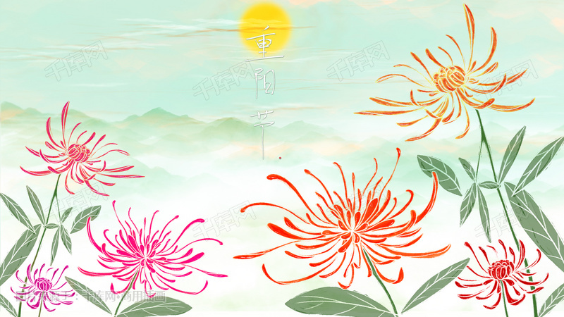 重阳节的菊花插画