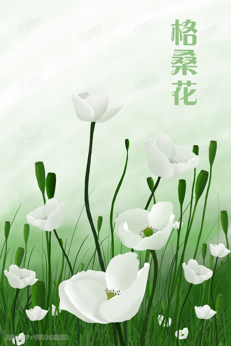 白色格桑花手绘图插画图片