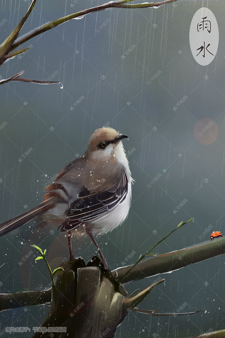 雨水谷雨淋雨的小鸟