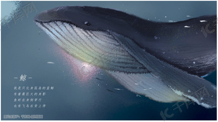 唯美鲸鱼背景图片