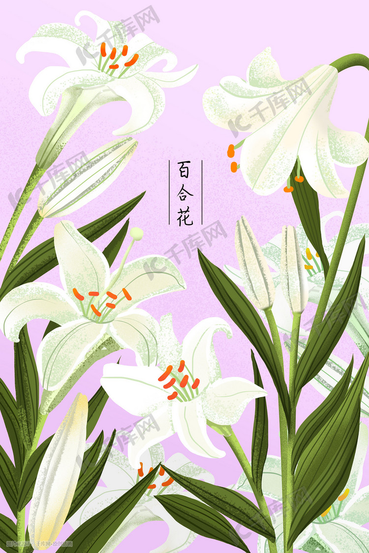 植物花草百合插画