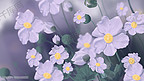 繁花背景一丛淡紫色的格桑花