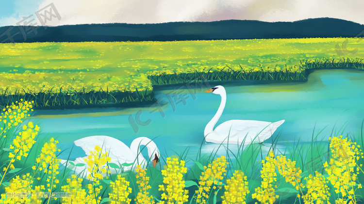 春天春景春分油菜花天鹅场景插画