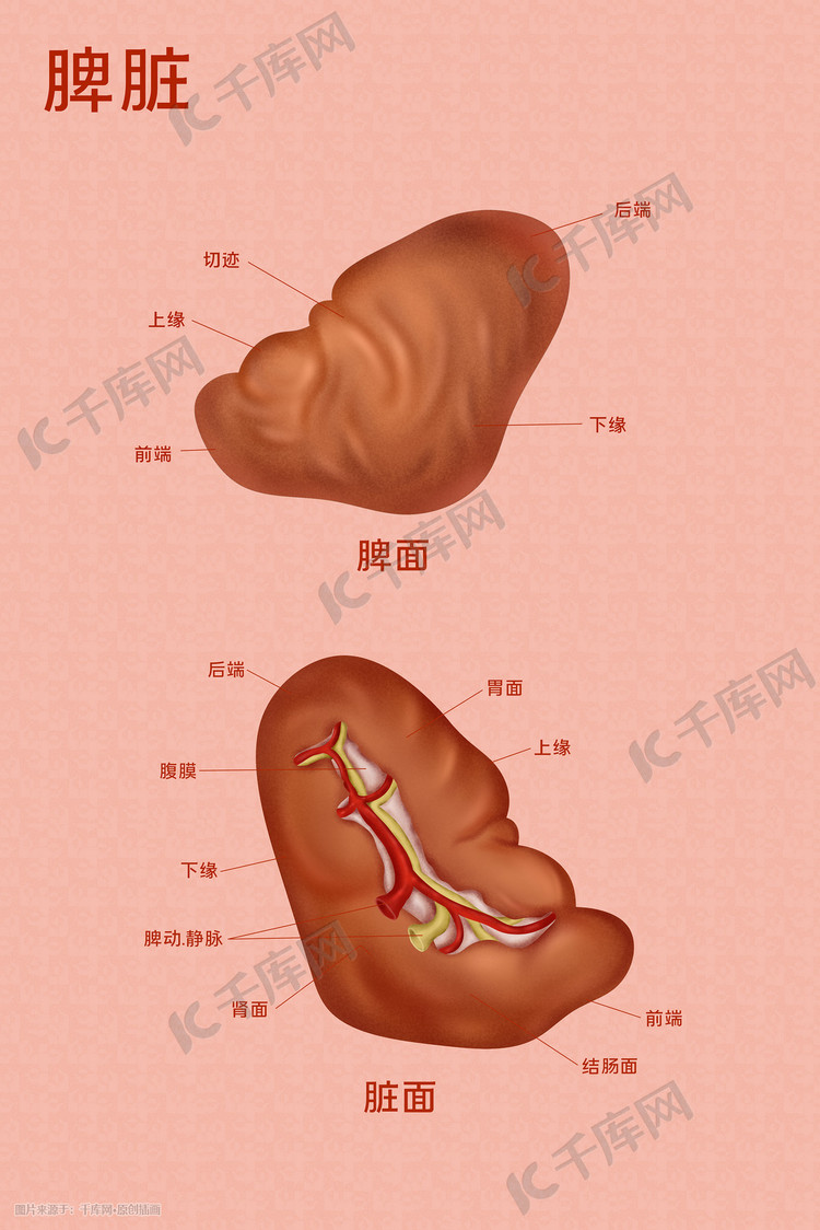 医疗人体组织器官脾脏实例图卡通插画科普