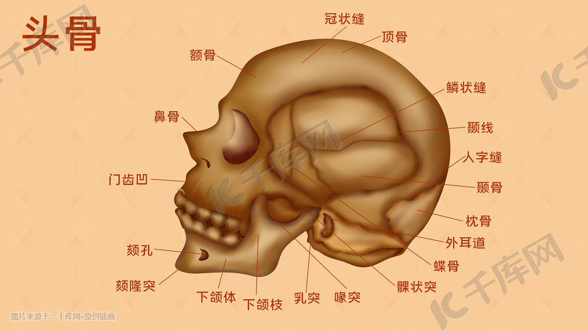 人体医疗组织器官脑部头骨示意图插画