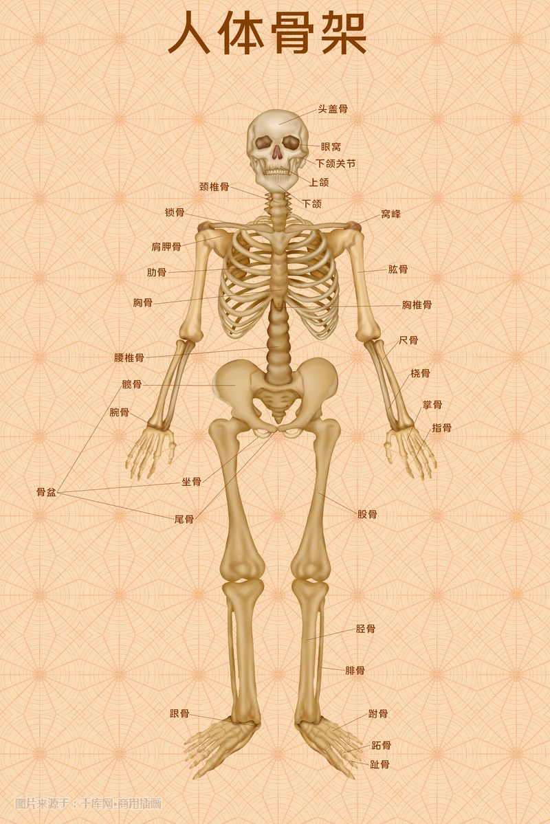 人体医疗组织器官人体骨架示意图插画