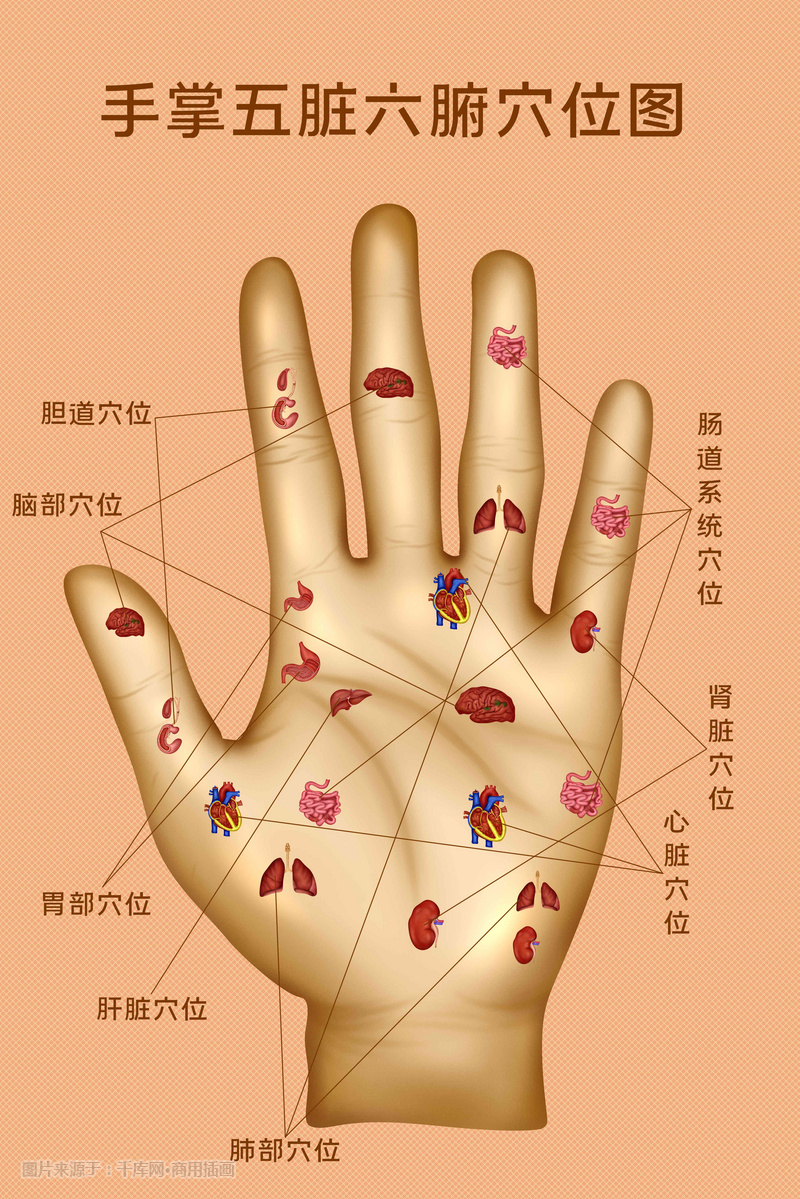 人体医疗组织器官手掌穴位示意图插画