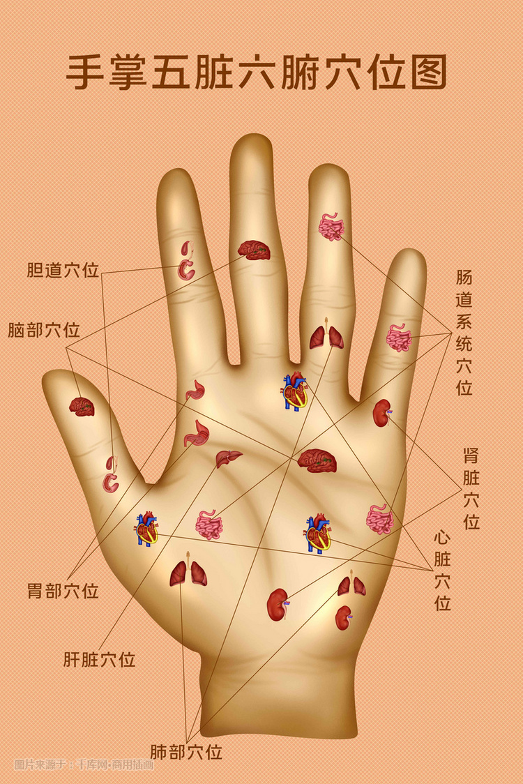 医疗组织器官手掌穴位示意图插画 字体来源:©字魂网(字体名称