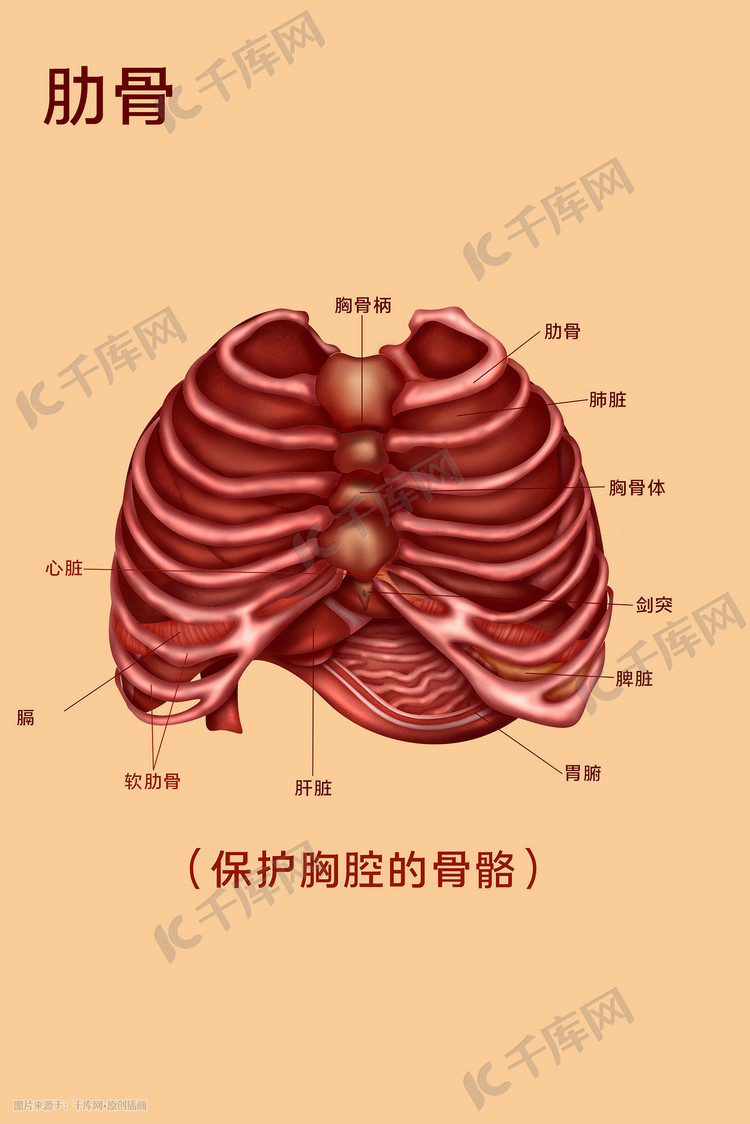 人体医疗组织器官肋骨示意图插画