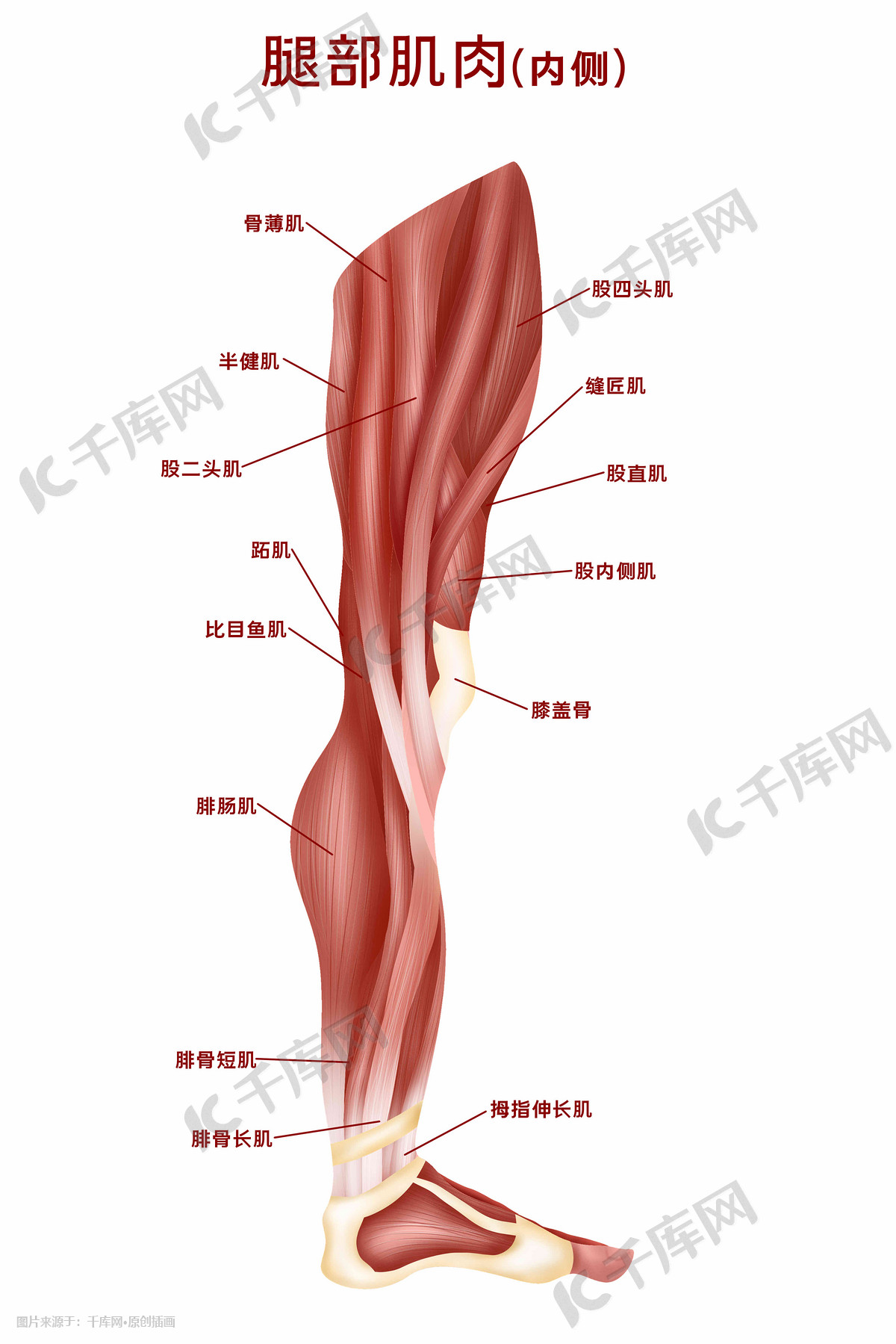 人体医疗组织器官人体肌肉腿部内侧肌肉插画