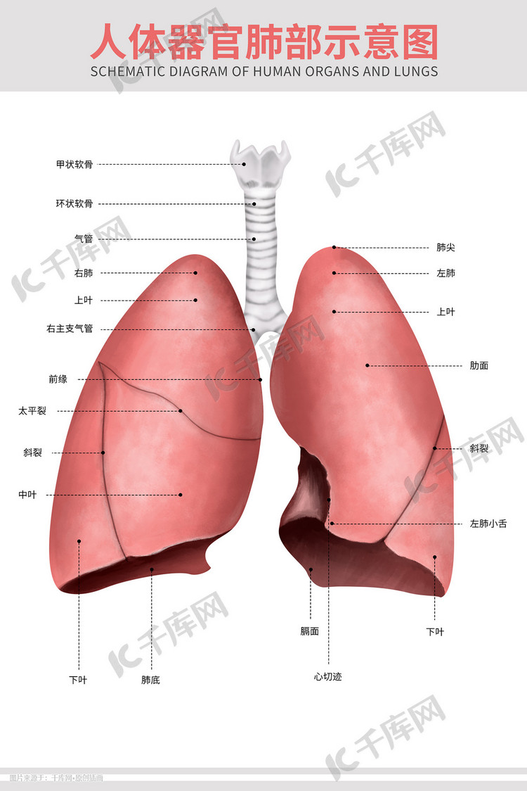 医疗人体器官组织肺部肺炎支气管科普