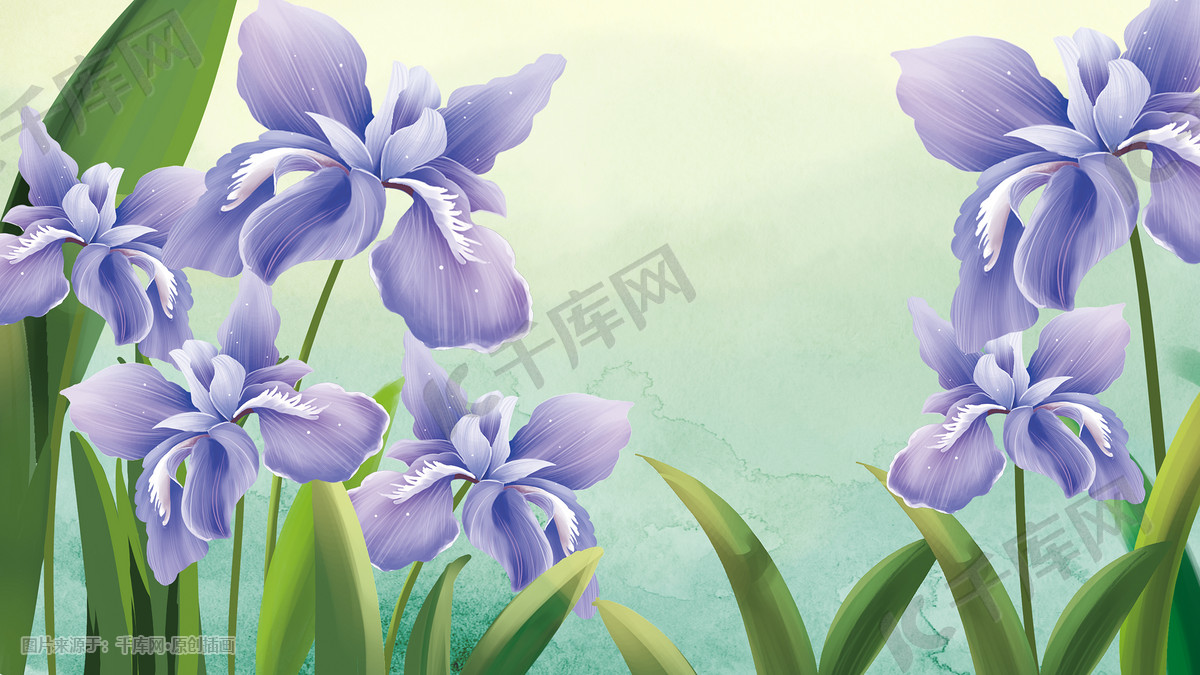 手绘鸢尾花写实风插画