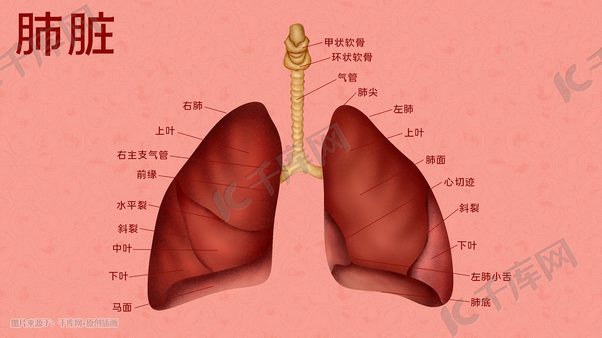 医疗人体组织器官肺脏实例图卡通插画