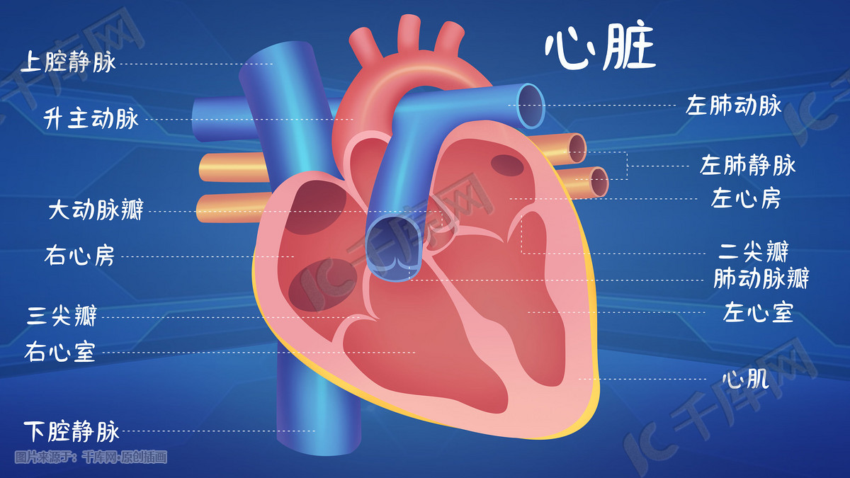 医疗医学人体器官组织心脏示意图器官结构