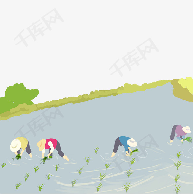 田间插秧的劳动者