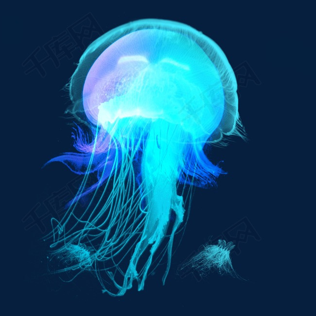 蓝紫色透明生物章鱼水母元素水母海底水母浮游浮游生物乌贼章鱼