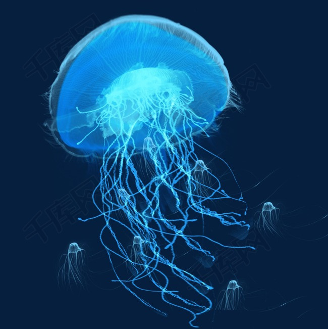 蓝色透明生物章鱼水母元素水母海底水母浮游浮游生物乌贼章鱼