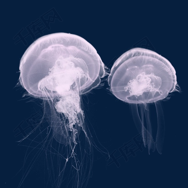 浮游生物水母乌贼                                            章鱼