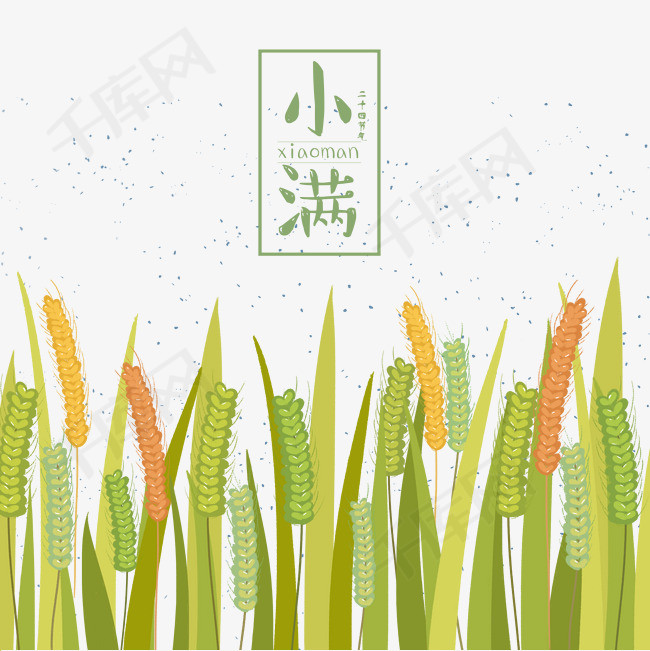 小满节气绿色谷穗