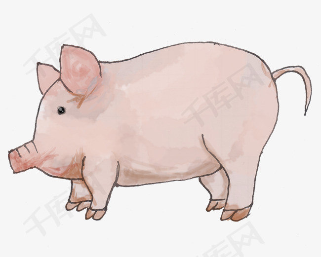 手绘水彩动物胖猪png