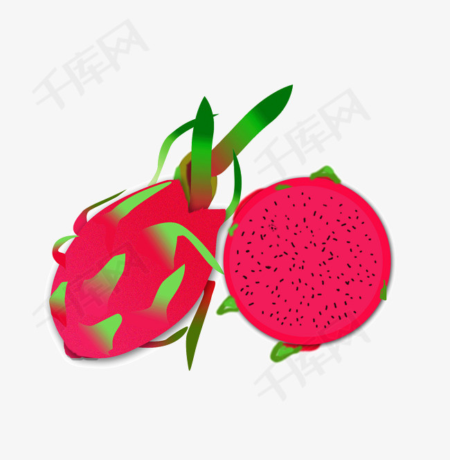 夏季逼真红心火龙果手绘png下载