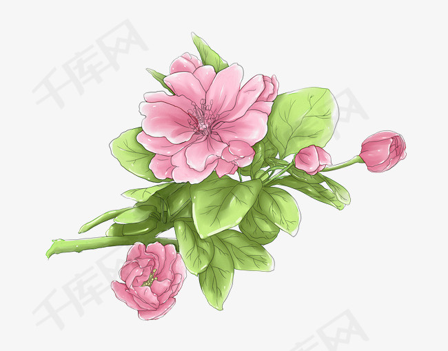 唯美海棠花水彩 线描 线稿免费下载