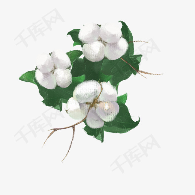 农作物棉花手绘插画