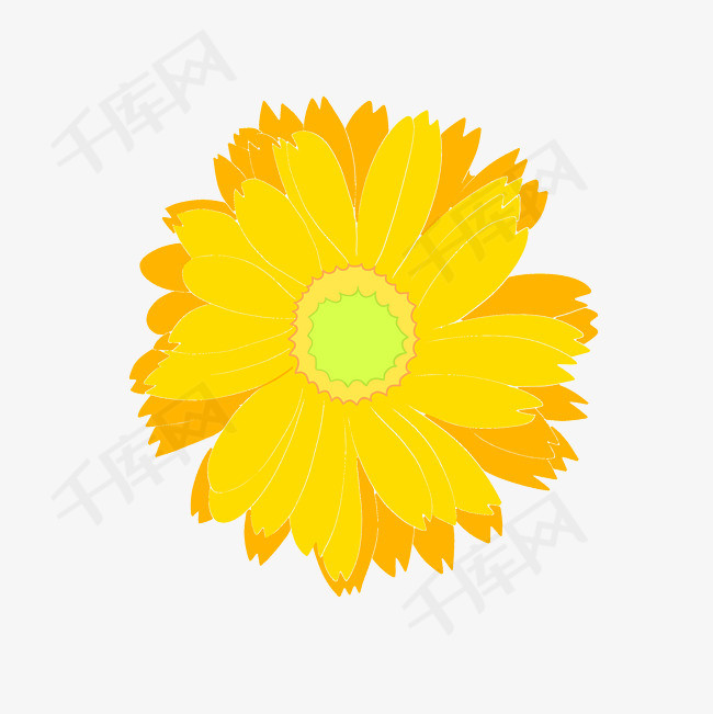 手绘矢量卡通重阳节菊花