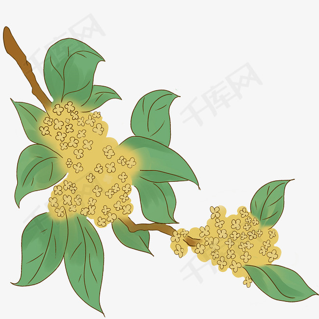 手绘金秋桂树桂花矢量插画